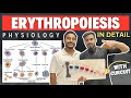 erythropoiesis physiology | regulation of erythropoiesis physiology | Hematopoiesis physiology