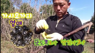 포도주보다 맛있다는 가시오가피 열매 따라왔습니다.-귀농한 특전사의 라이프