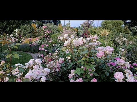 The most beautiful roses in my garden part 2 - which ones are worth choosing