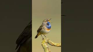 Download lagu Burung Tenggorokan Biru mp3 Download lagu Burung Tenggorokan Biru mp3