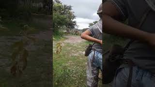 Download lagu besta azeda de boi mp3