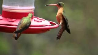 preview picture of video 'Puerto Vallarta Hummingbirds'