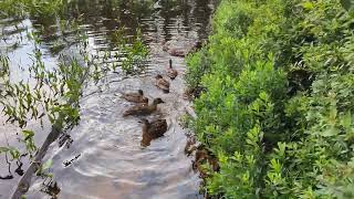 Ducks at Nicks Lake