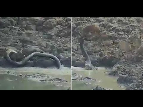 Sneaky python leaps out of water hole to kill wild deer