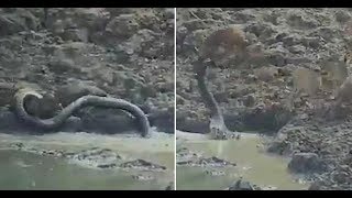Sneaky python leaps out of water hole to kill wild deer