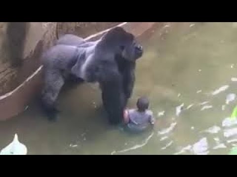 Kind fällt im Zoo ins Tiergehege und trifft einen Berggorilla