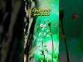 Kangala Minnala Vijay Tamilsonglyrics Spb Kschithra Chitra Like Sarajkumar
