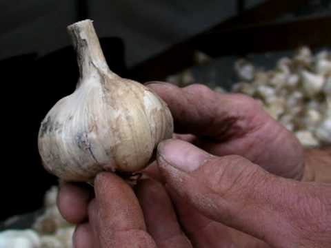 Garlic and the Vampire Issue