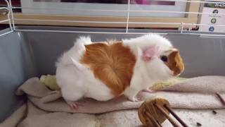 Pregnant Guinea Pig Babies kicking