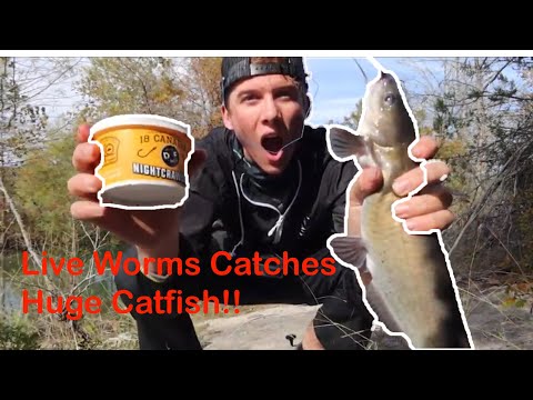 How To Catch Catfish With Worms Fishing For Catfish In Skinny River.