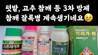 텃밭, 고추 참깨 등???? 3차 농약방제???? 참깨 잘록병 계속 생기네요????