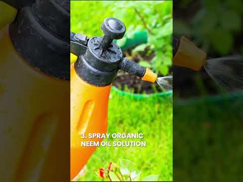 バラのアブラムシを駆除する方法 #roses #aphids #shorts