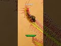 The Most Common Carnivorous Plant Shorts