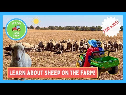 Sheep Shearing and Mustering: Farm Life & Learning with Kip and Finn