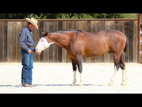 A little more in dealing with nipping, biting and general mouthiness.