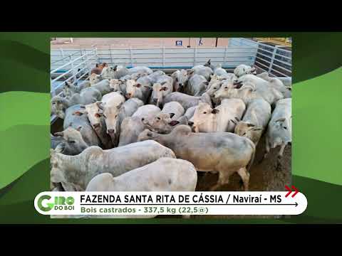 BOIS NELORE A PASTO ALCANÇAM 22,5@ EM NAVIRAÍ (MS); CONFIRA