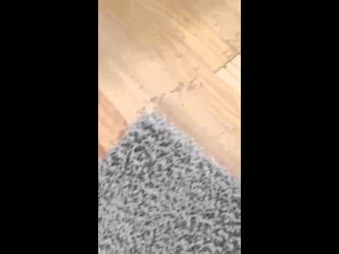 Huge Ant Trail in Wall, NJ