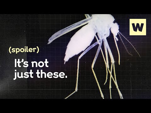 What’s really to blame for the rise in dengue? | Wellcome