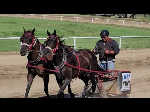 Chariot Races #chariot #canada 🇨🇦 🍁