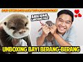 UNBOXING BAYI BERANG BERANG BARU BARU KENAL LANGSUNG DIGIGIT BRUTAL LUCU TAPI GALAK BANGET