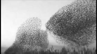 Biosphere - Kobresia  (fisushkis)