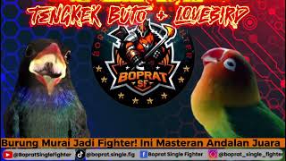 Download lagu MASTERAN MURAI ISIAN TENGKEK BUTO   LOVEBIRD | Gacor Nonstop Bikin Emosi Burung Lain! mp3