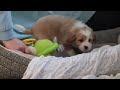 Mini Bernedoodle dogs for sale: Aurora - Video 1