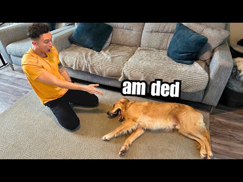 I Taught My Dog The "BANG" Trick