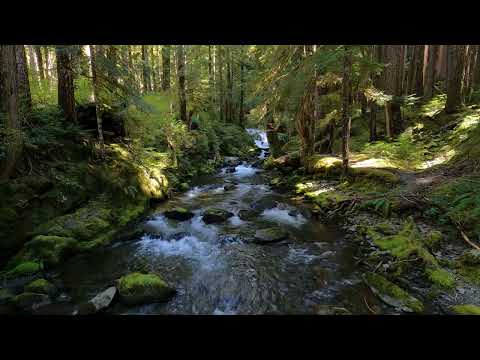 HDR Nature Relaxing Sounds - Forest River - Nature 4K