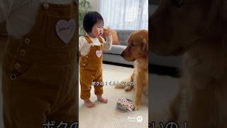 犬を叱る赤ちゃん→最後はデレデレの神対応に #犬と赤ちゃん #ゴールデンレトリバー #可愛い赤ちゃん #育児 #癒やし動画