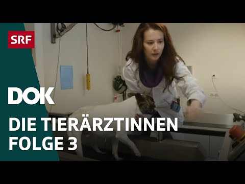 , title : 'Junge Tierärztinnen und ihr Knochenjob – Erste Schritte im Berufsleben | Folge 3 | Doku | SRF Dok'