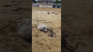 Cadáver de tortuga en la playa de Lignano Pineta (UD), Italia. 16 Noviembre 2019