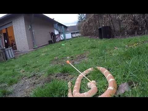 Blowgun Blasrohr Präzision ist unglaublich. bigbore pro Magnum .625 vs. snake 3d target