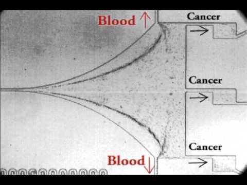 Deformability-based cell classification and enrichment using inertial microfluidics S1