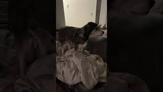 Video preview image #1 Labsky Puppy For Sale in Rootstown, OH, USA