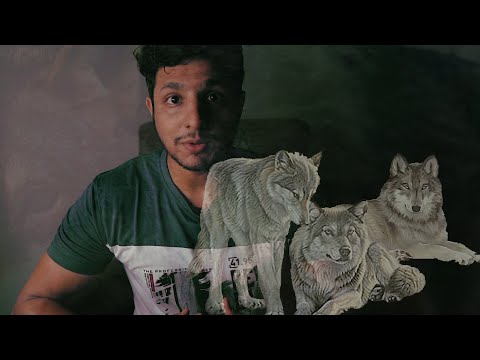 WOLF - MY FAVOURITE ANIMAL