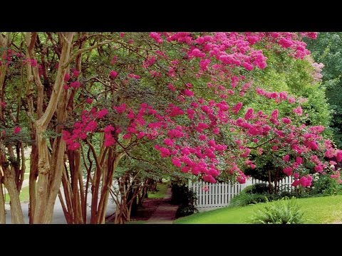 How To Prune Crepe Myrtles | Southern Living