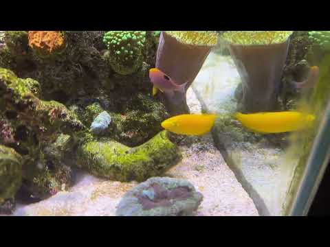 ⚠️UPDATE ⚠️ 93g Mixed Reef Tank 