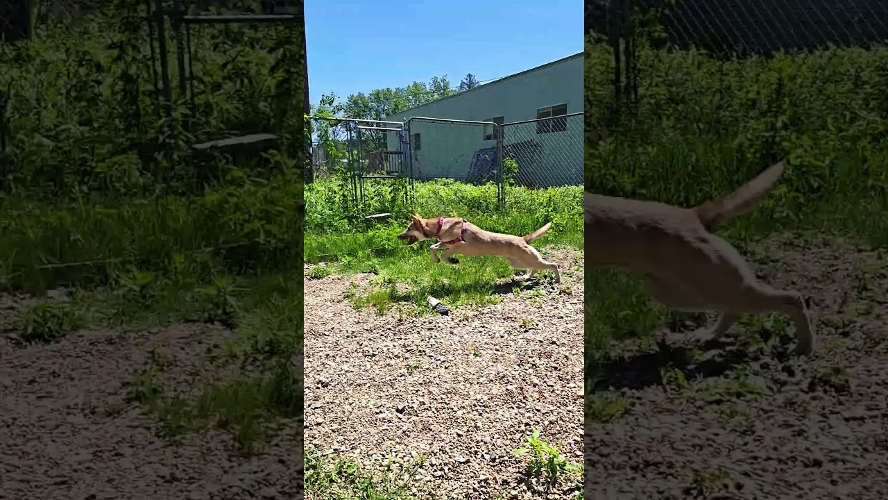 Pogo, an adoptable mixed breed in Salem, NH video 6/6