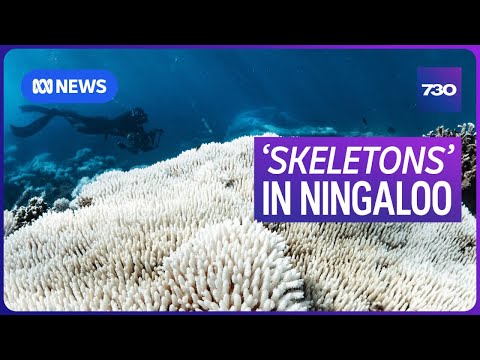 World Heritage-listed Ningaloo Reef hit by 'catastrophic' bleaching event | 7.30