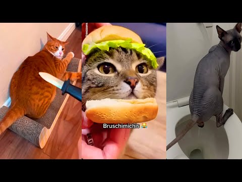 😻 5 Horas de Gatos que te Harán Reír sin Parar | BRUSCHIMICHIS TikToks Virales 2025