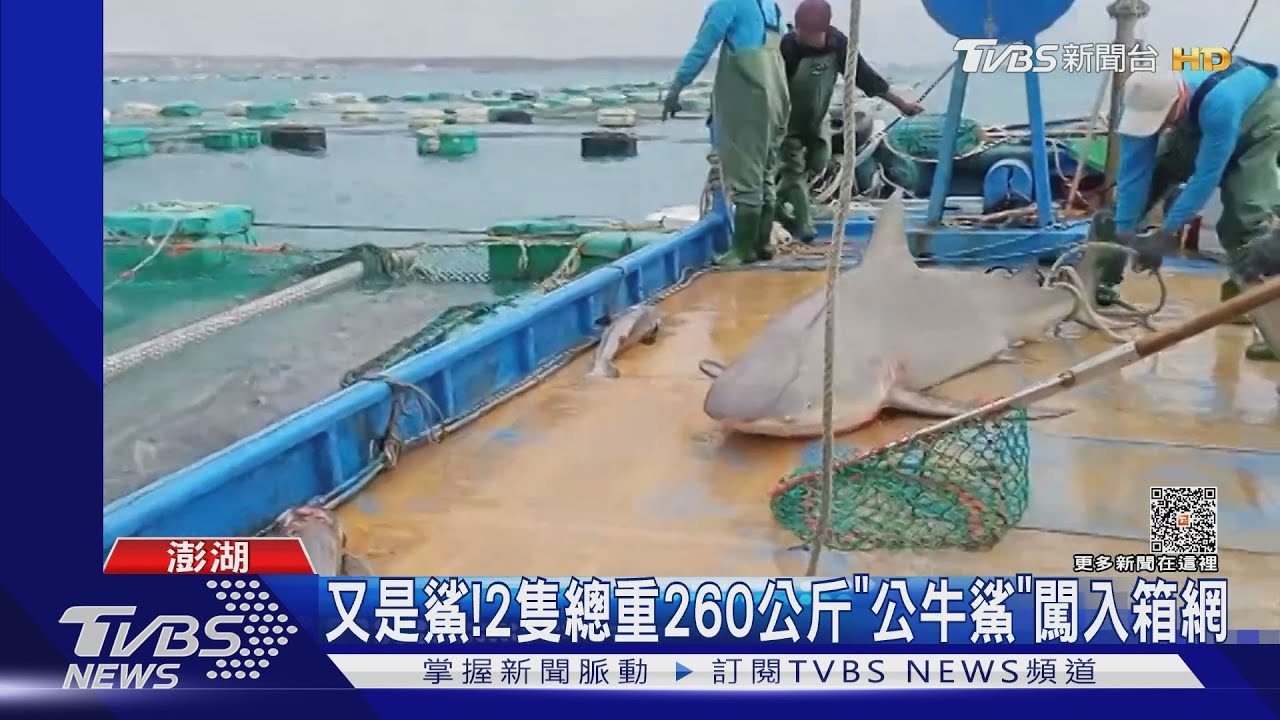 又是鯊! 2隻總重260公斤「公牛鯊」闖入箱網