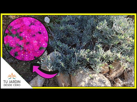 CUIDADOS del Lampranthus o Rayito de Sol 🔶 [Lampranthus multiradiatus] 🔶 Un arbusto de hojas crasas