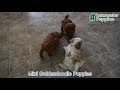 Mini Goldendoodle dogs for sale: Fletcher - Video 1