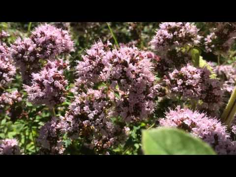 Bienen und Oregano - Dost