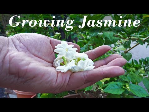 How To Grow Jasmine Plants