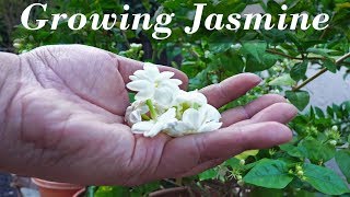 Flora Series - Growing  Jasmine - How To Grow Jasmine Plants In Containers