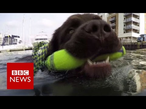 The dog who saved 9 people from drowning - BBC News