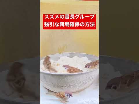 ベランダにスズメを呼び寄せるにはどうすればいいでしょうか？実践すべきすべての正しい行動  庭園