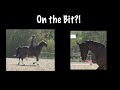 Contact How To Get The Horse On The Bit